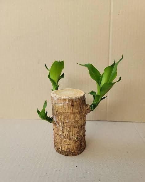 Brazilian Lucky Wood Mini Indoor Plant for Home Décor | MacrameArt