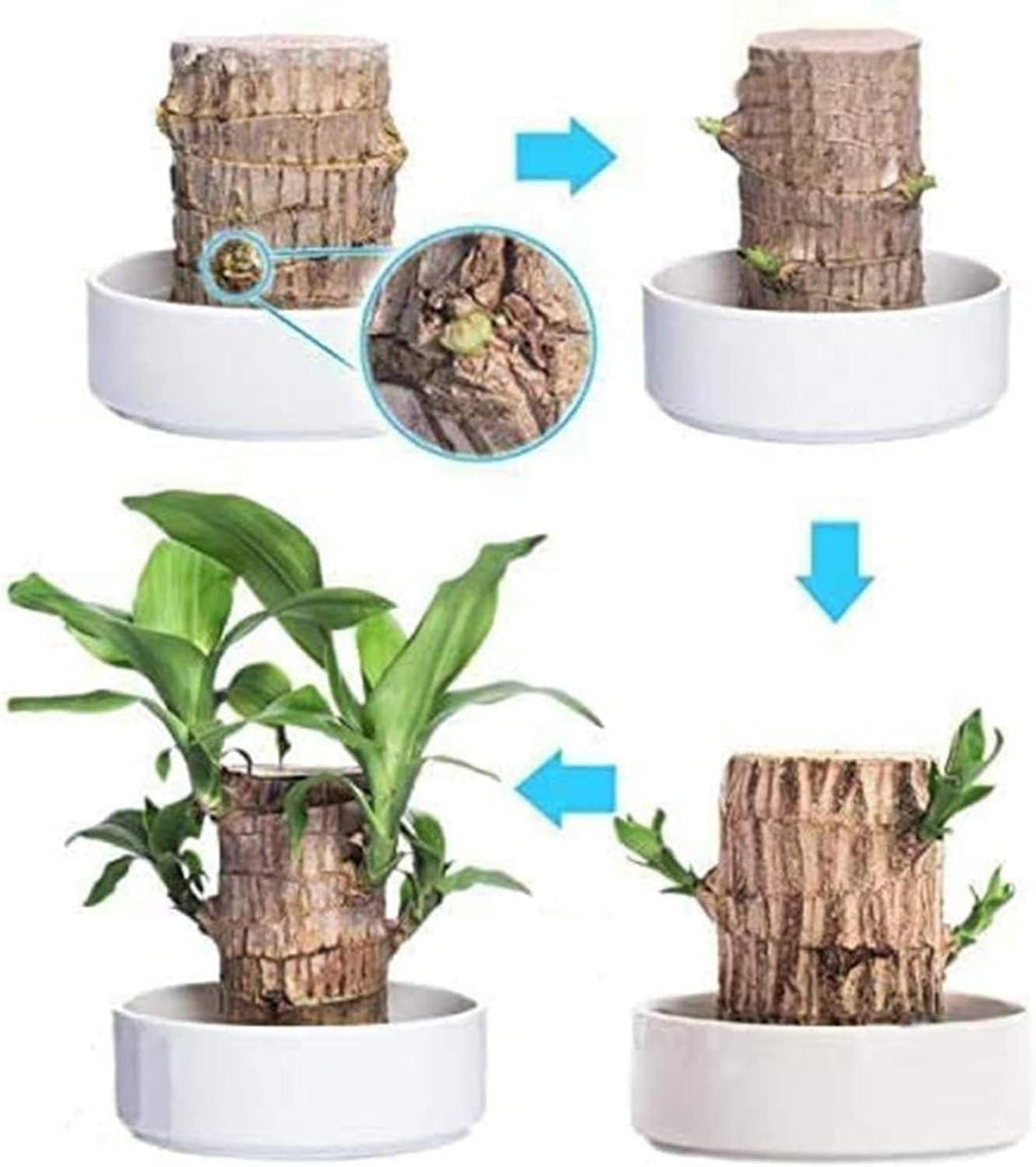 Brazilian Lucky Wood Mini Indoor Plant for Home Décor | MacrameArt