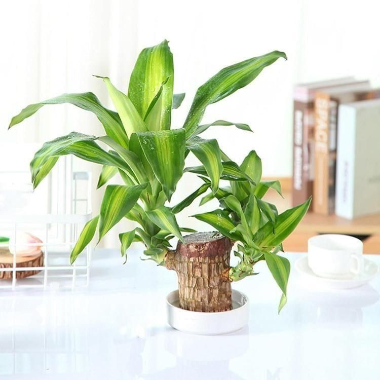 Brazilian Lucky Wood Mini Indoor Plant for Home Décor | MacrameArt