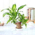Brazilian Lucky Wood Mini Indoor Plant for Home Décor | MacrameArt